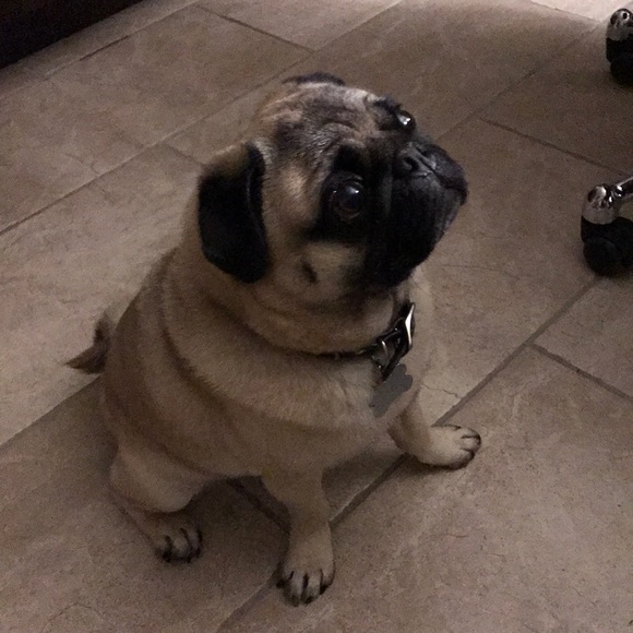 Meet your Posher, Robin - Picture 1 of 1